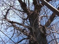 nte Cicirello-10042012 061